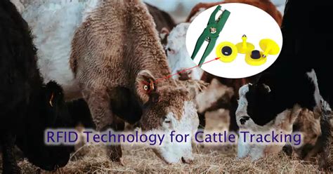 rfid chip cattle|rfid cattle tracking system.